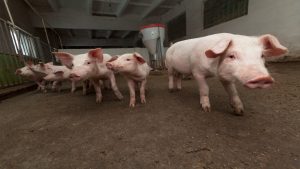 https://millarestorron.com/7-cuidados-necesarios-en-las-vacas-recien-paridas/
