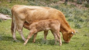 cuanto-tiempo-debe-estar-un-ternero-con-la-vaca-1920.jpg