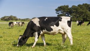 las-5-vacas-mas-comunes-de-galicia-1920.jpg