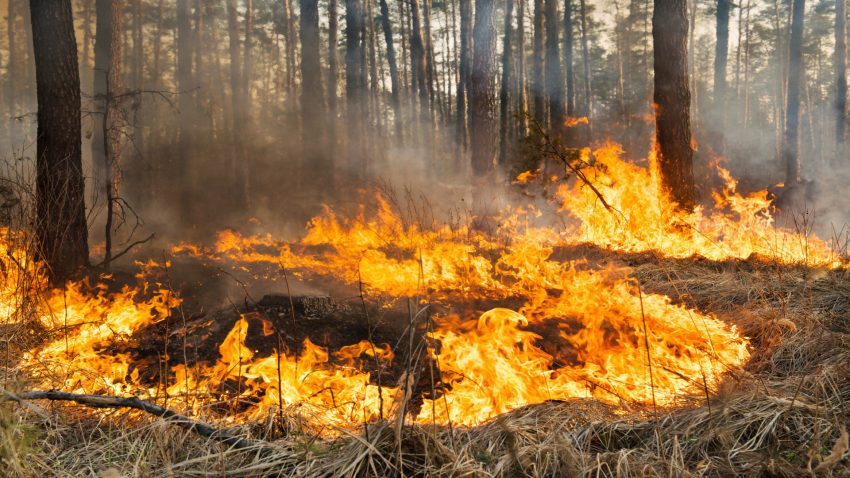incendios-extremos-el-cambio-climatico-y-el-abandono-del-rural-se-convierten-en-la-tormenta-perfecta-1920.jpg
