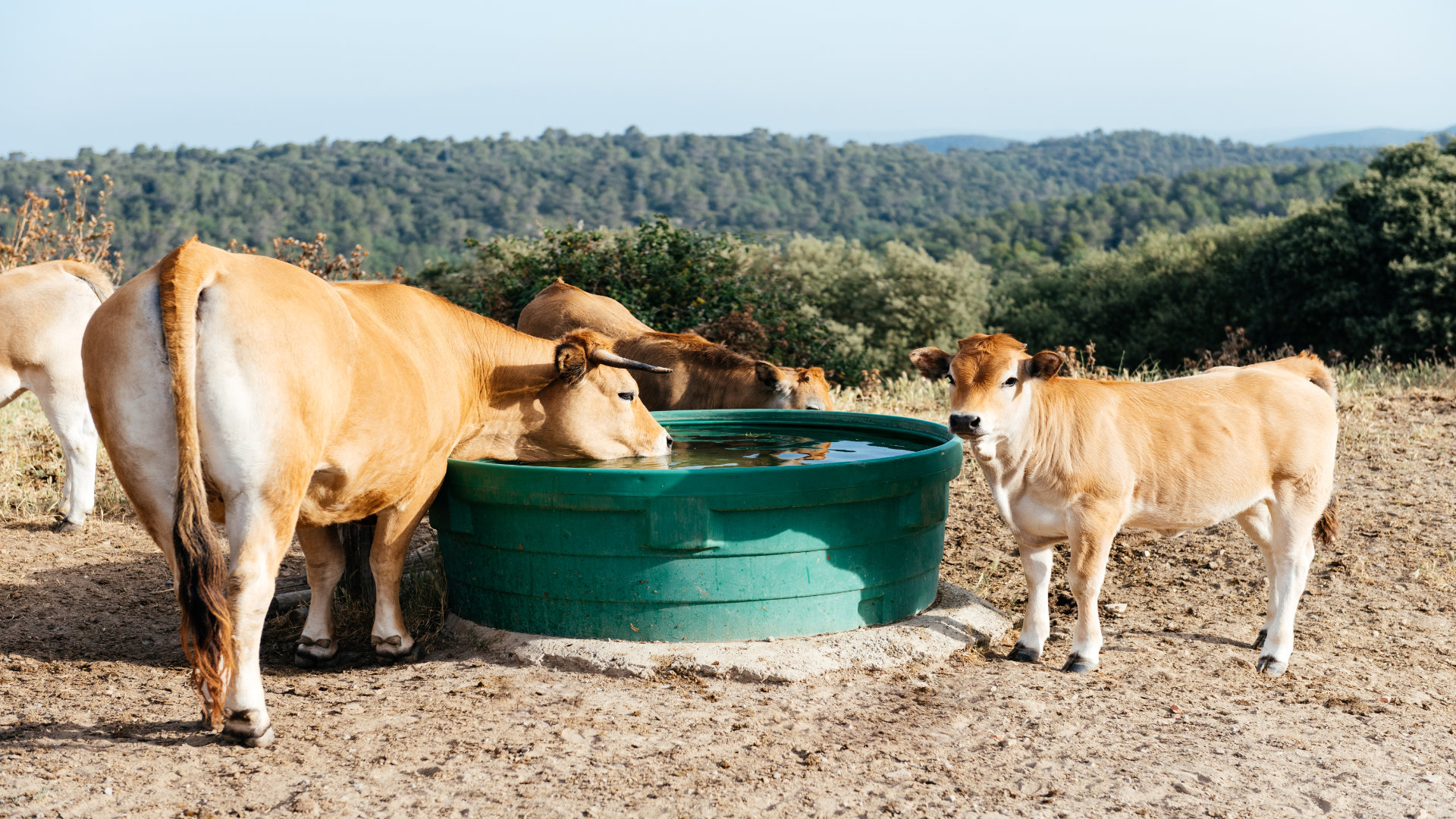 altas-temperaturas-como-afectan-a-los-animales-1920.jpg