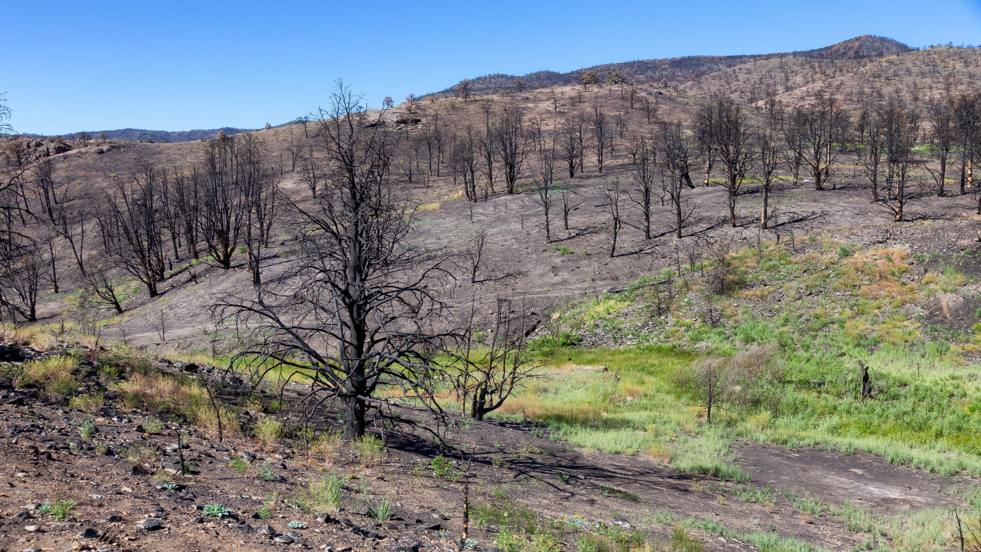 como-se-puede-cuidar-el-terreno-agricola-afectado-por-un-incendio-1920.jpg