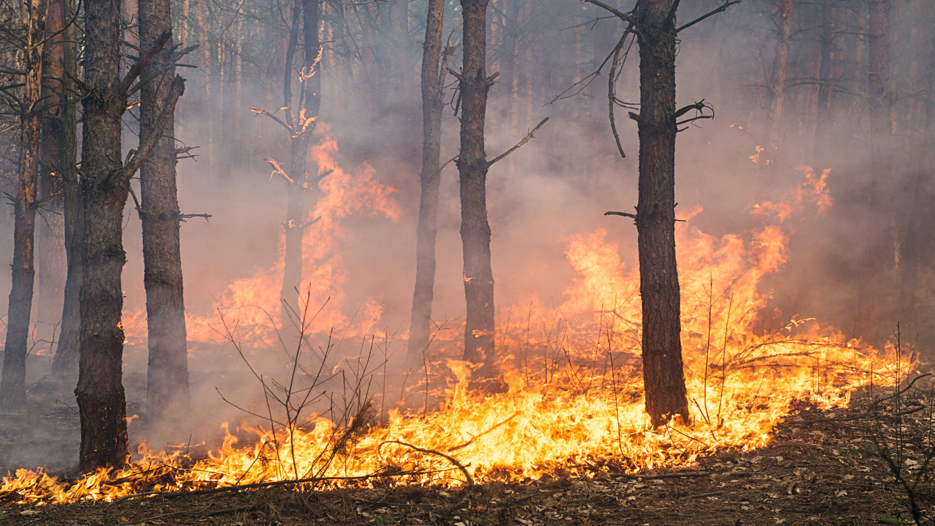 https://millarestorron.com/el-calor-extremo-y-su-impacto-en-la-cosecha-de-maiz-forrajero/