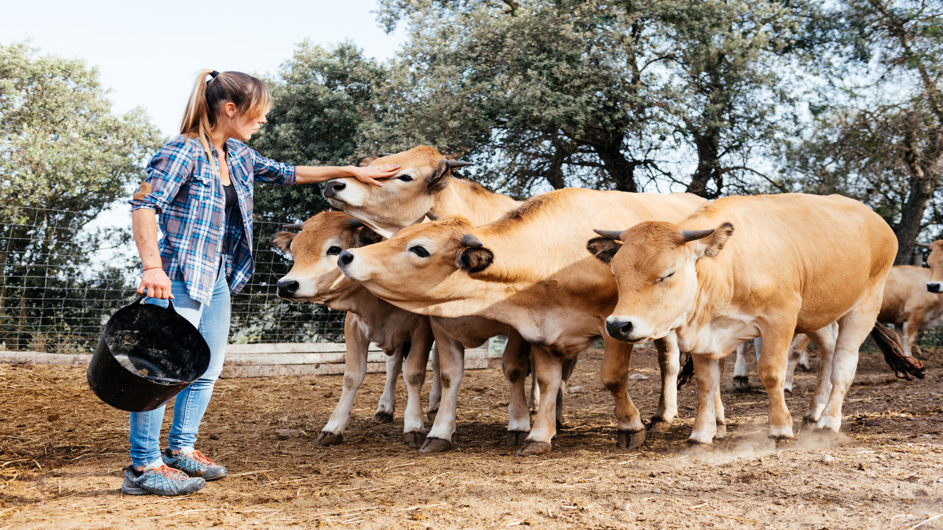 por-que-es-tan-importante-cuidar-las-pezunhas-de-las-vacas-1920.jpg