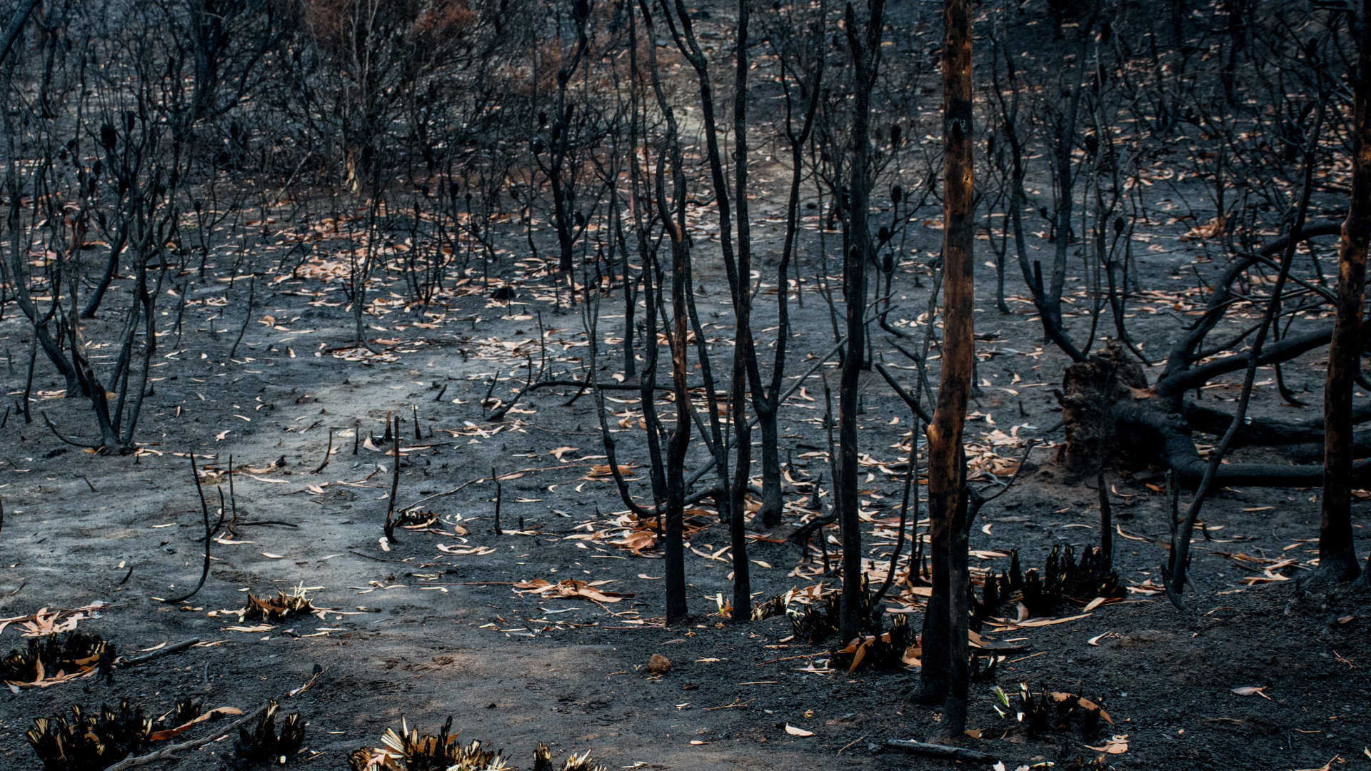 que-pasa-con-la-tierra-despues-de-un-incendio-1920.jpg