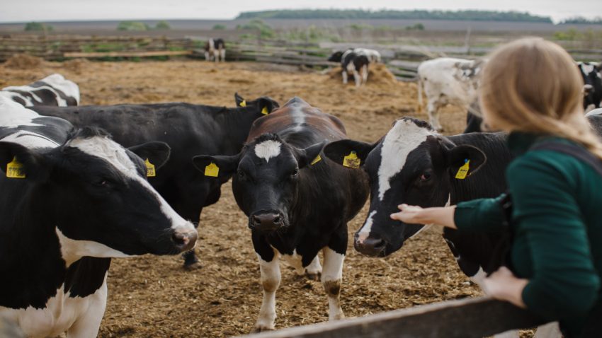 recomendaciones-para-prevenir-la-expansion-de-la-dermatosis-nodular-contagiosa-1920