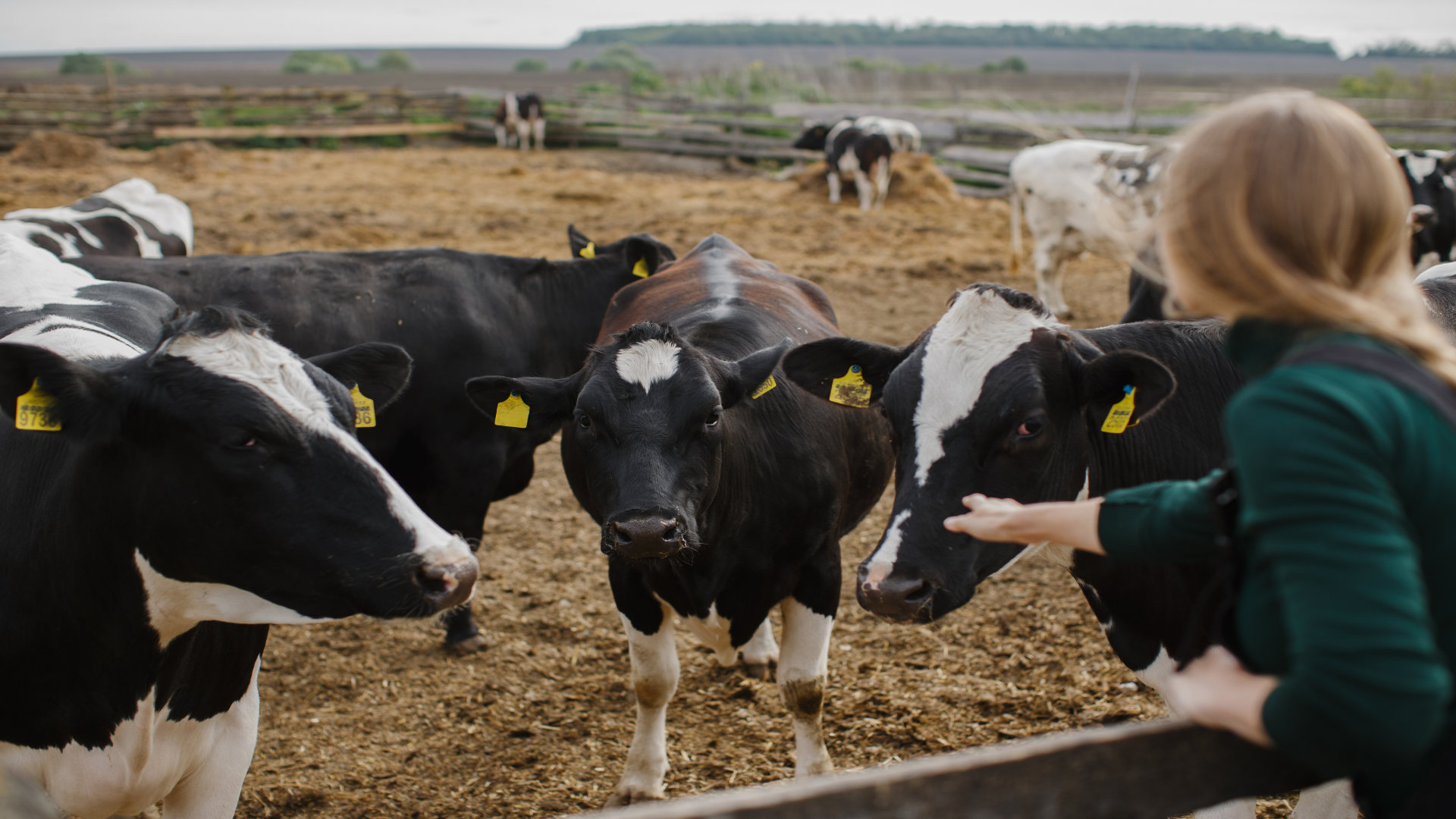 recomendaciones-para-prevenir-la-expansion-de-la-dermatosis-nodular-contagiosa-1920