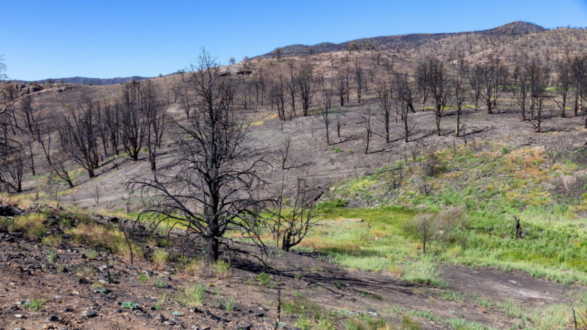 Se-flexibilizan-los-requisitos-para-beneficiarios-de-la-pac-afectados-por-los-incendios-forestales-1920.jpg